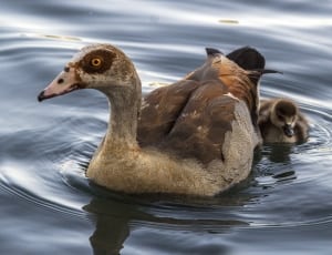 brown and gray duck and duckling thumbnail