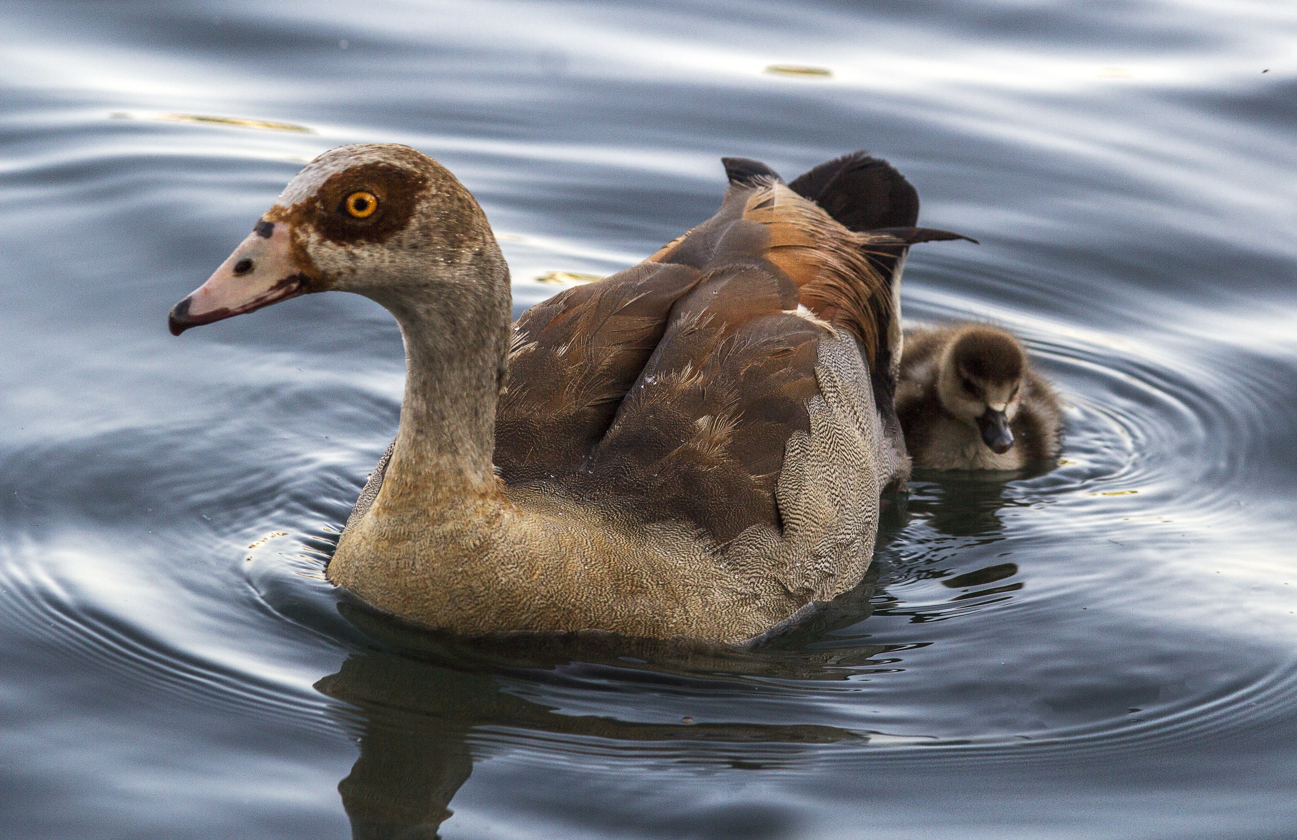 brown and gray duck and duckling