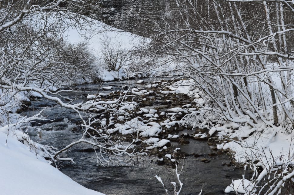 snow swamp preview