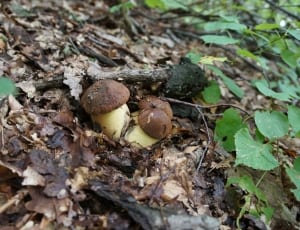 brown and white mushrooms thumbnail