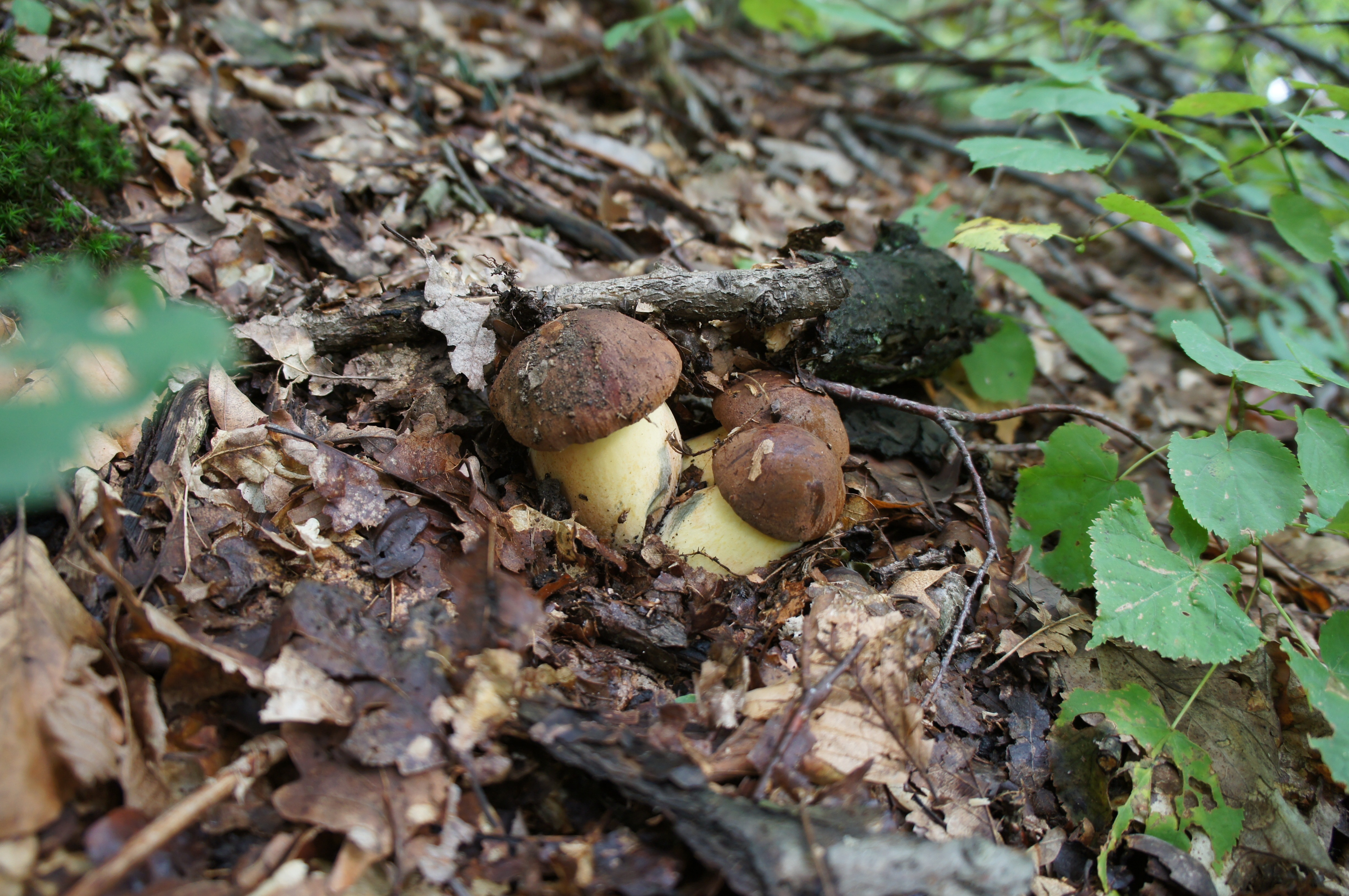 brown and white mushrooms