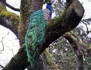 blue green and brown peacock thumbnail