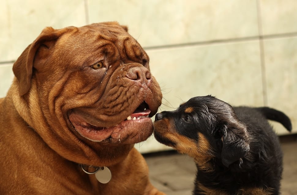 can dogue de bordeaux be black