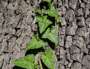 green vine plant in tree thumbnail