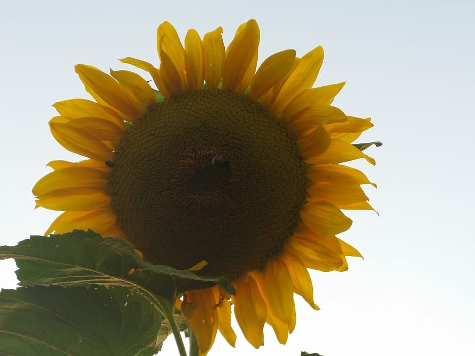sunflower plant preview