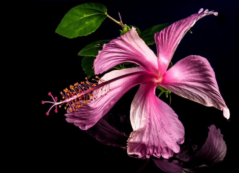 Hibiscus, Blossom, Bloom, Flower, Pink, black background, flower preview