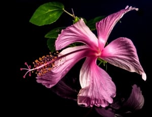 Hibiscus, Blossom, Bloom, Flower, Pink, black background, flower thumbnail
