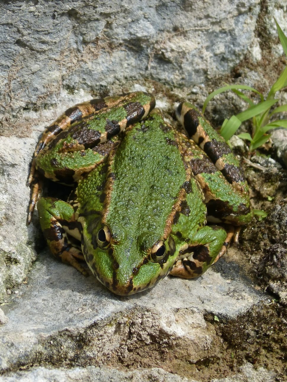 green and brown frog preview