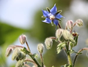 selective focus photography of blue 5-petaled flower thumbnail