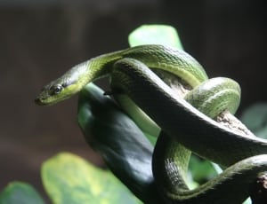 green vine snake on brown wooden branch at daytime thumbnail