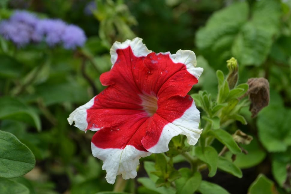red and white petaled flower preview