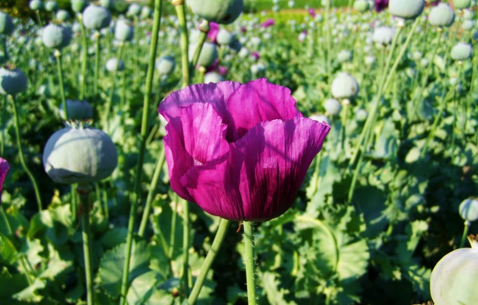 pink poppy flower preview