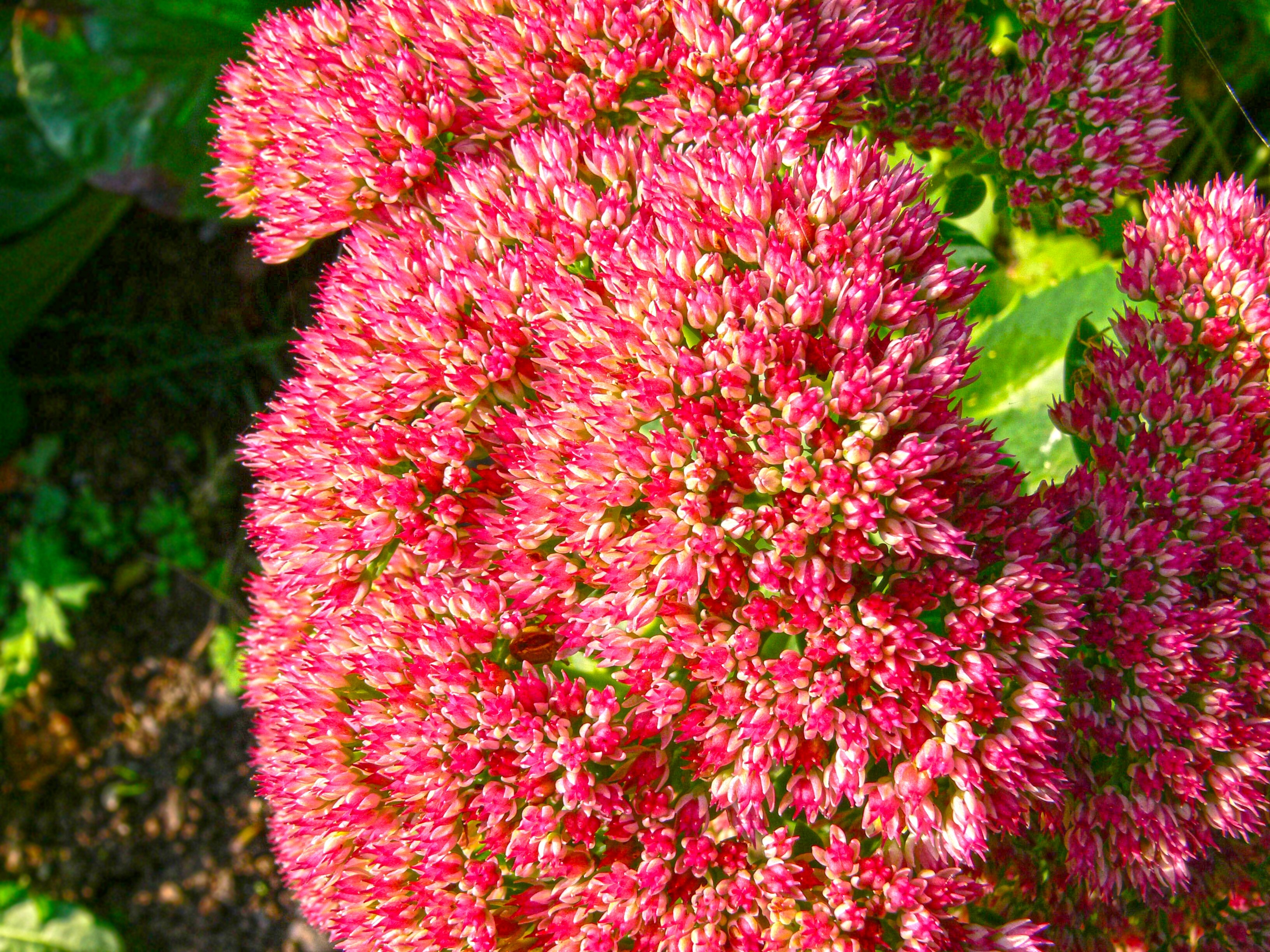 pink and green cluster petal flower