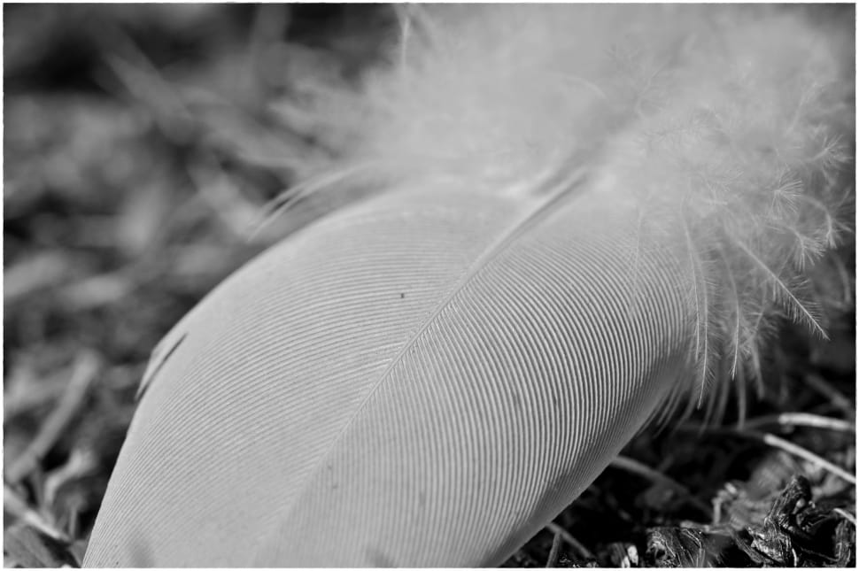 grayscale photography of feather preview