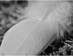 grayscale photography of feather thumbnail