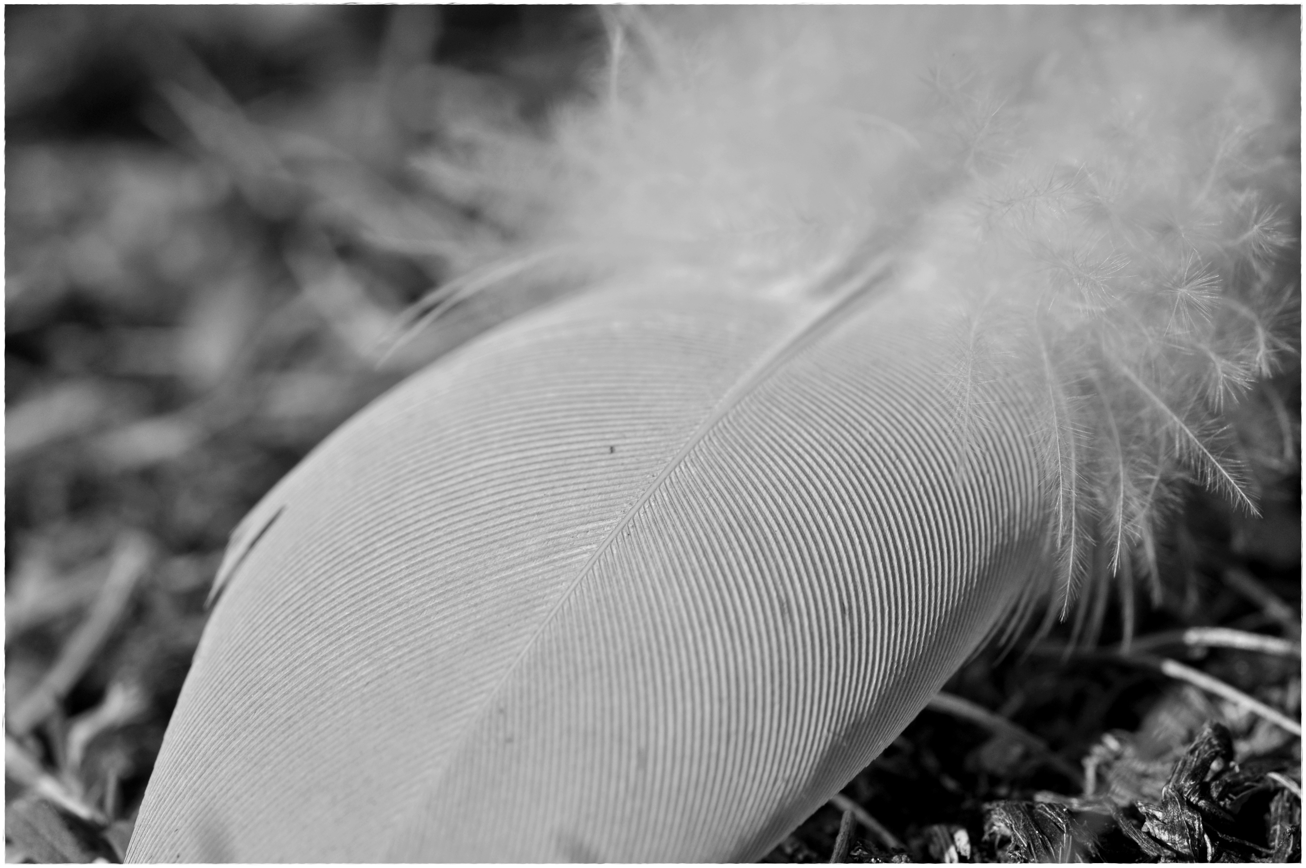 grayscale photography of feather
