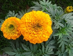 yellow large flowers thumbnail