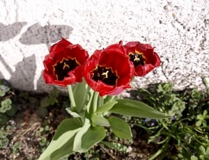 three red flowers thumbnail