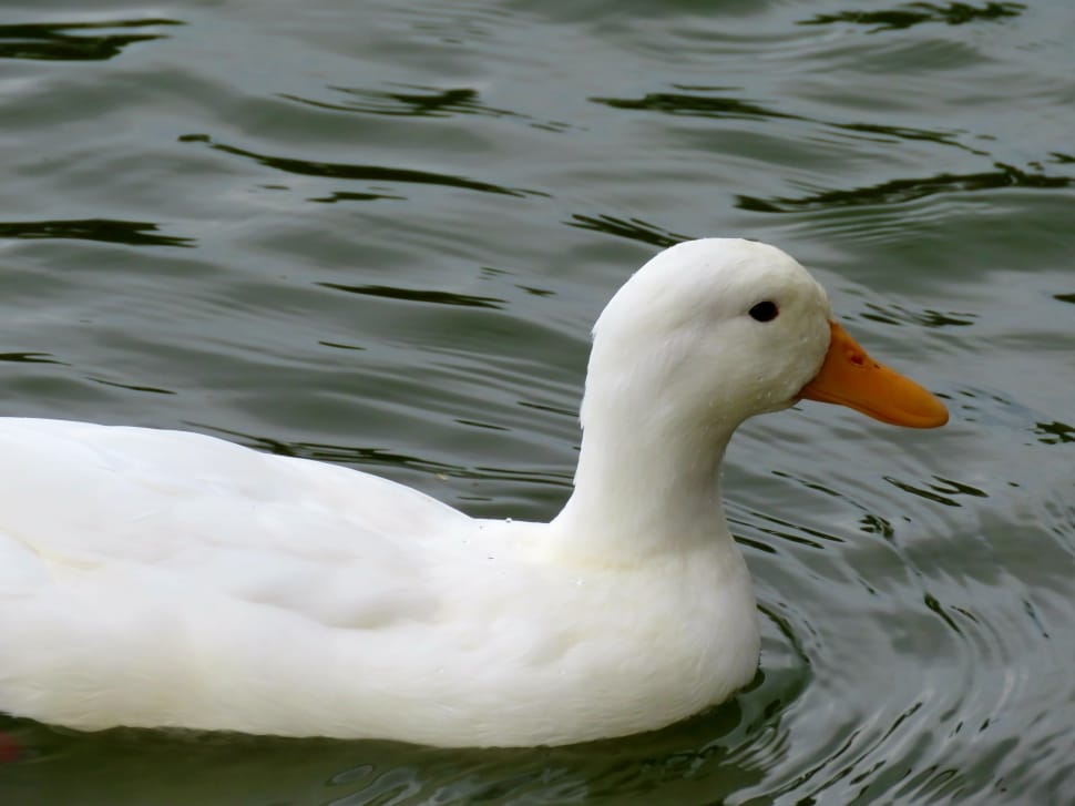 white duck in close up photo preview