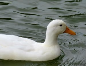 white duck in close up photo thumbnail