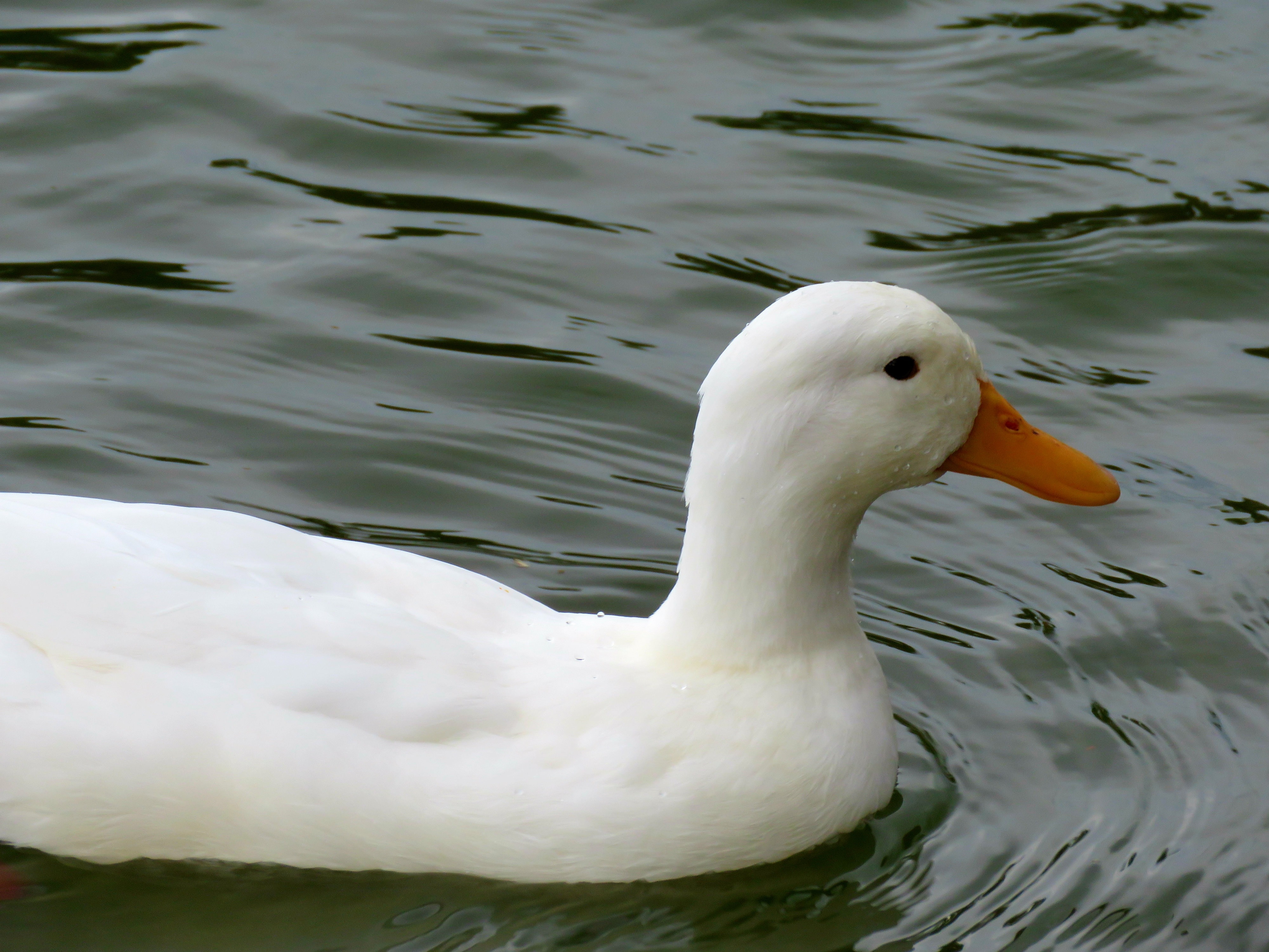 white duck in close up photo