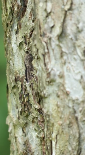 gray and brown wood surface thumbnail