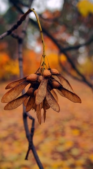 brown leaf in closeup photography thumbnail