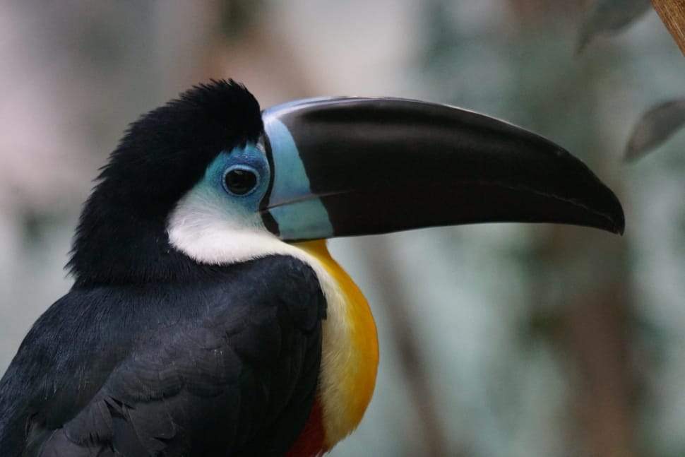 black white and yellow toucan preview