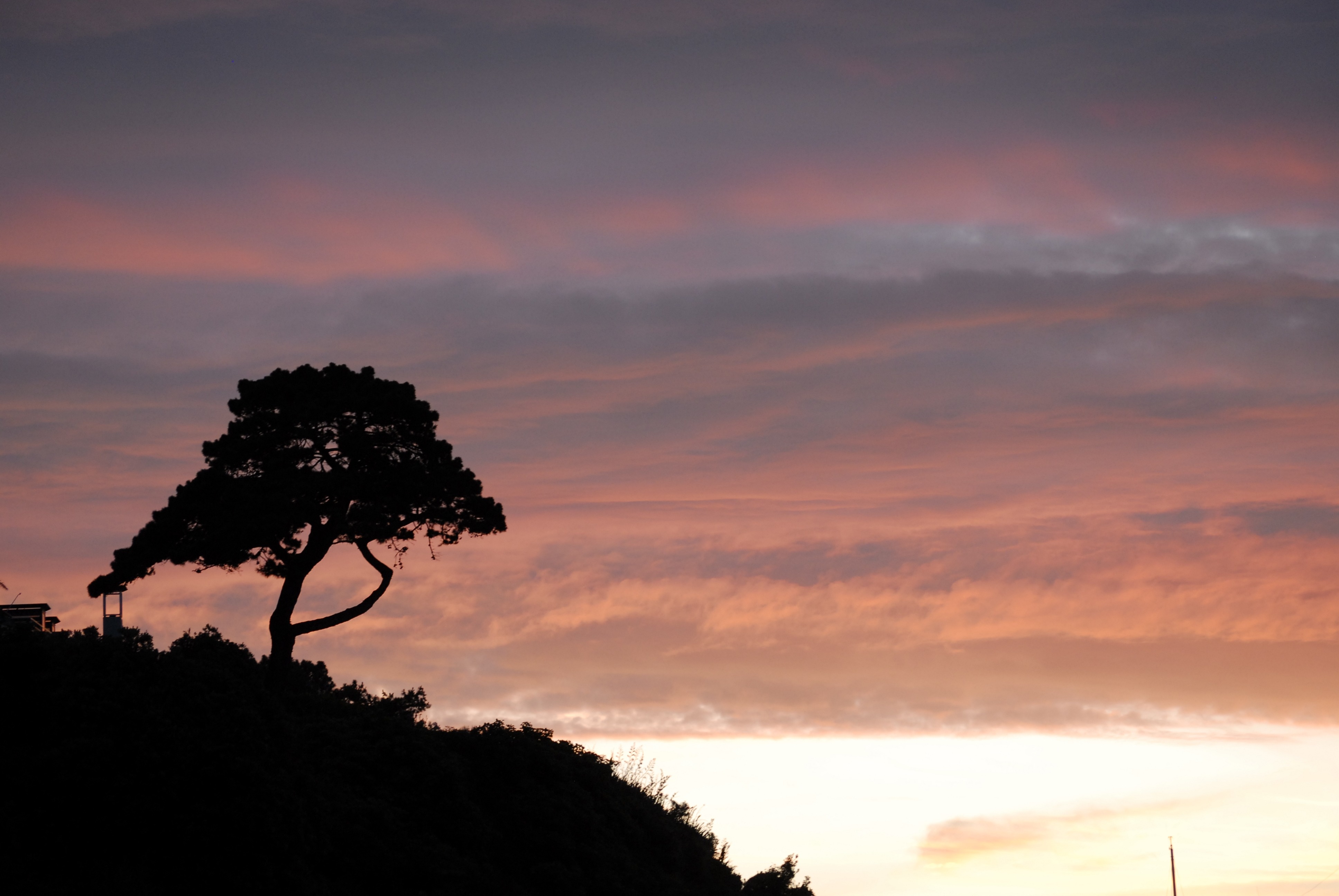 silhouette of tree photo