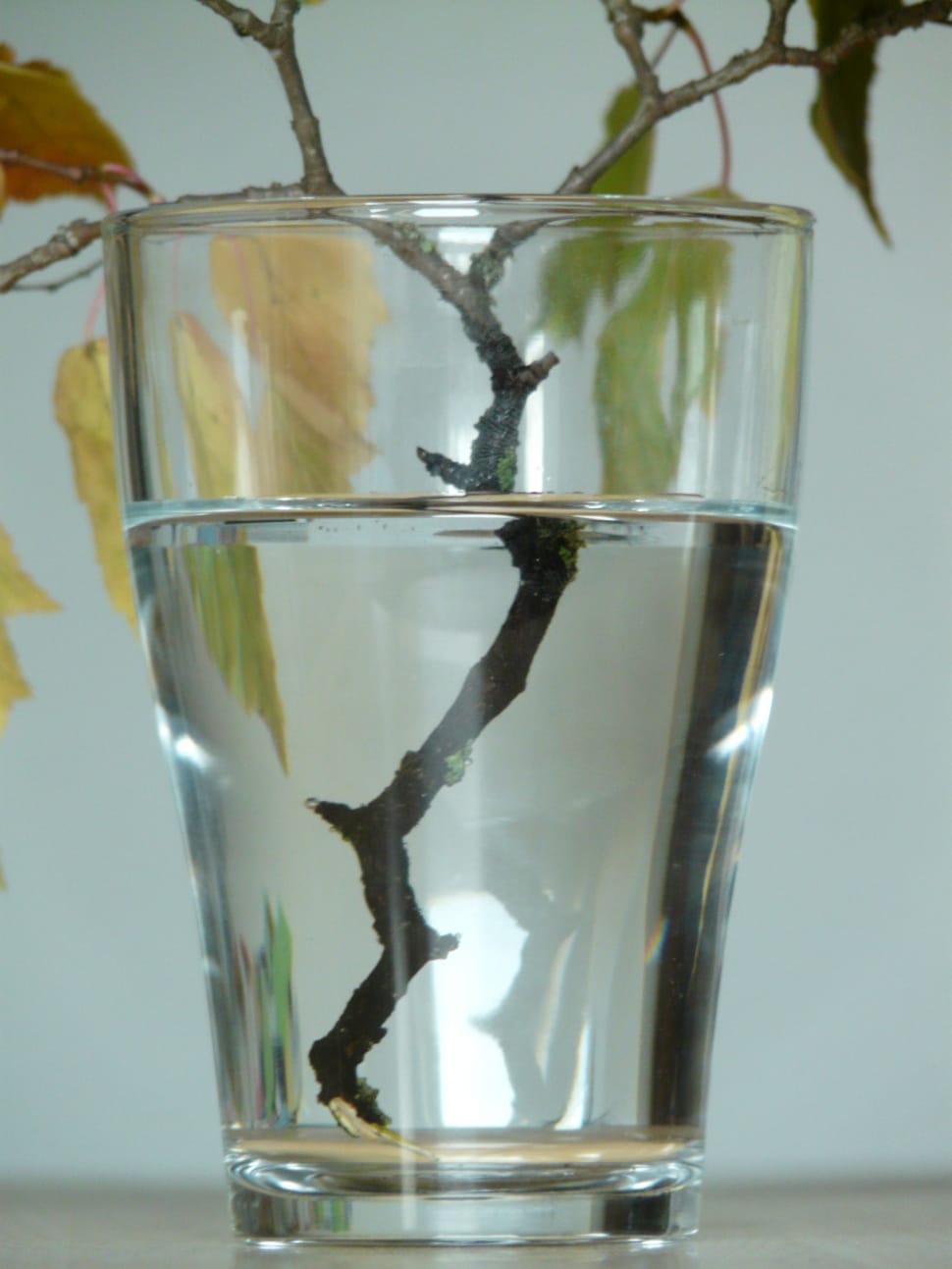 clear drinking glass with wood branch preview