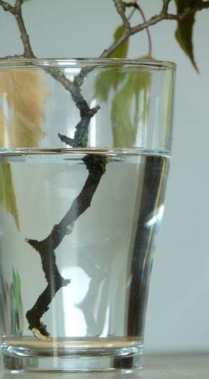 clear drinking glass with wood branch thumbnail
