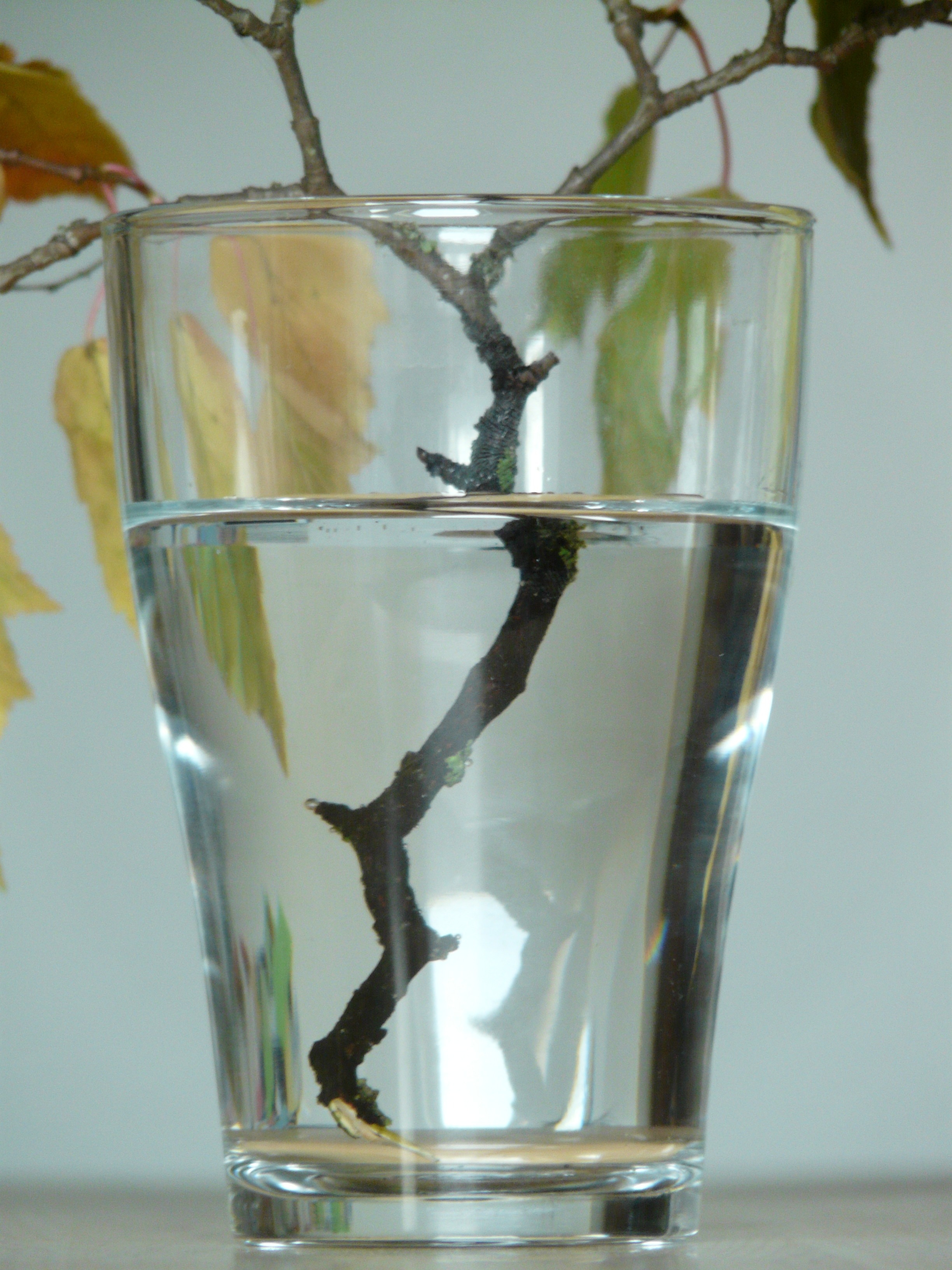 clear drinking glass with wood branch