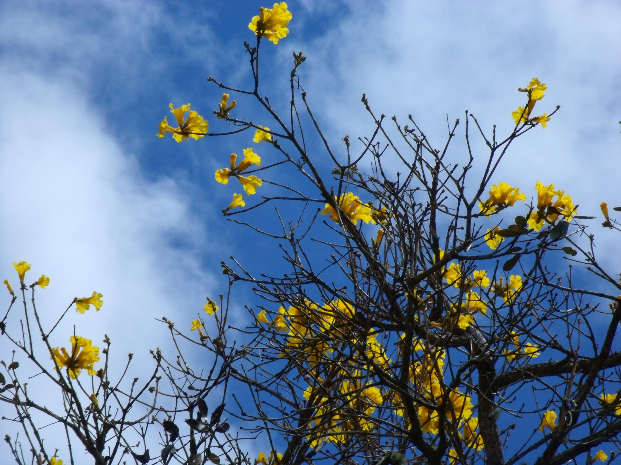 yellow flowers