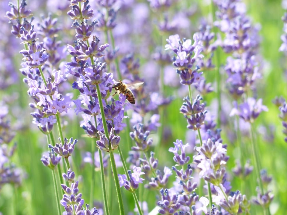 lavender flowers preview