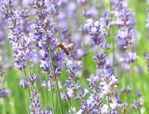 lavender flowers thumbnail