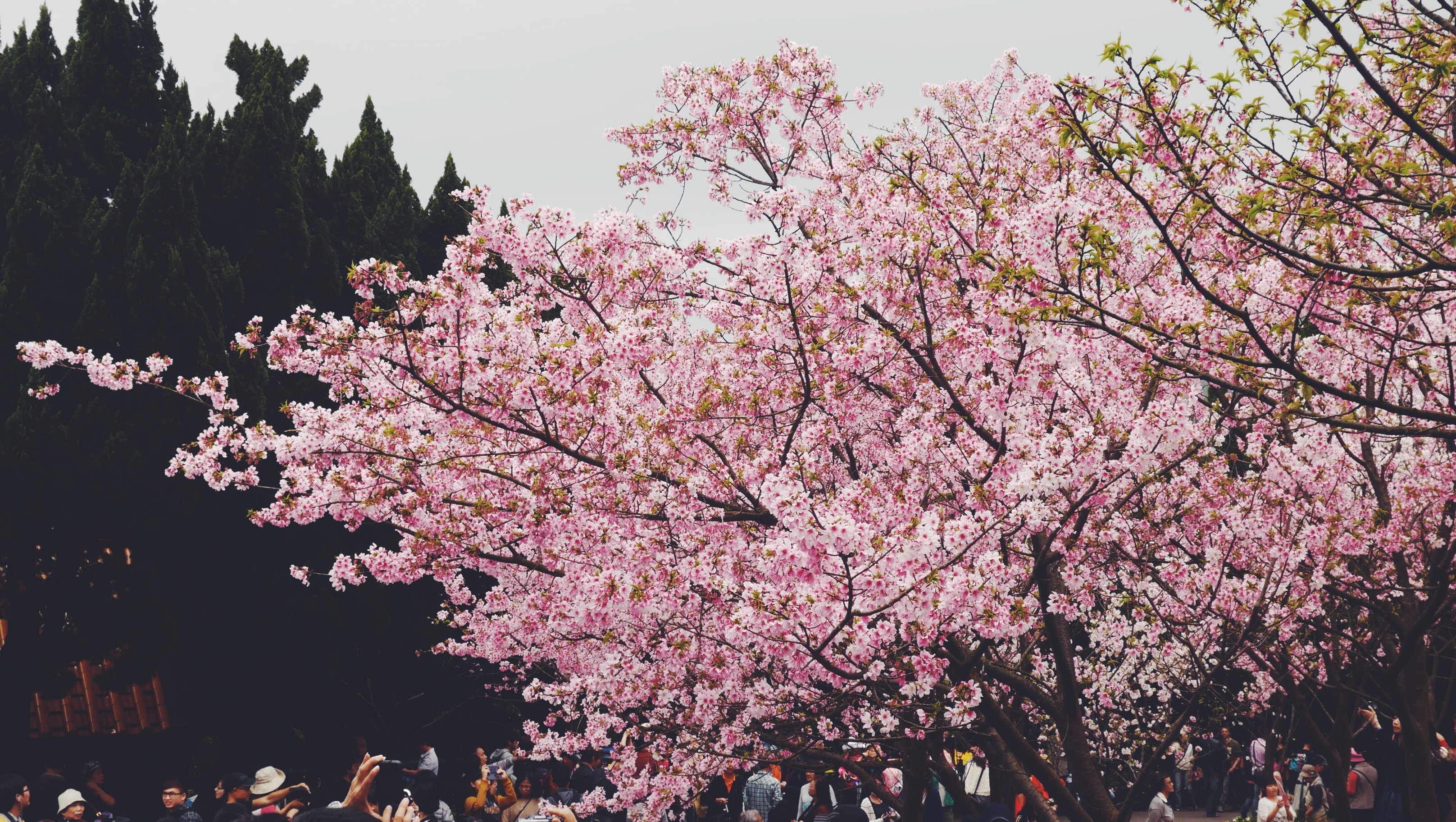 Spring travel. Сакура цветет гора. Сакура Вознесенского. Фото Сакуры на аву. Сакура Пабло.