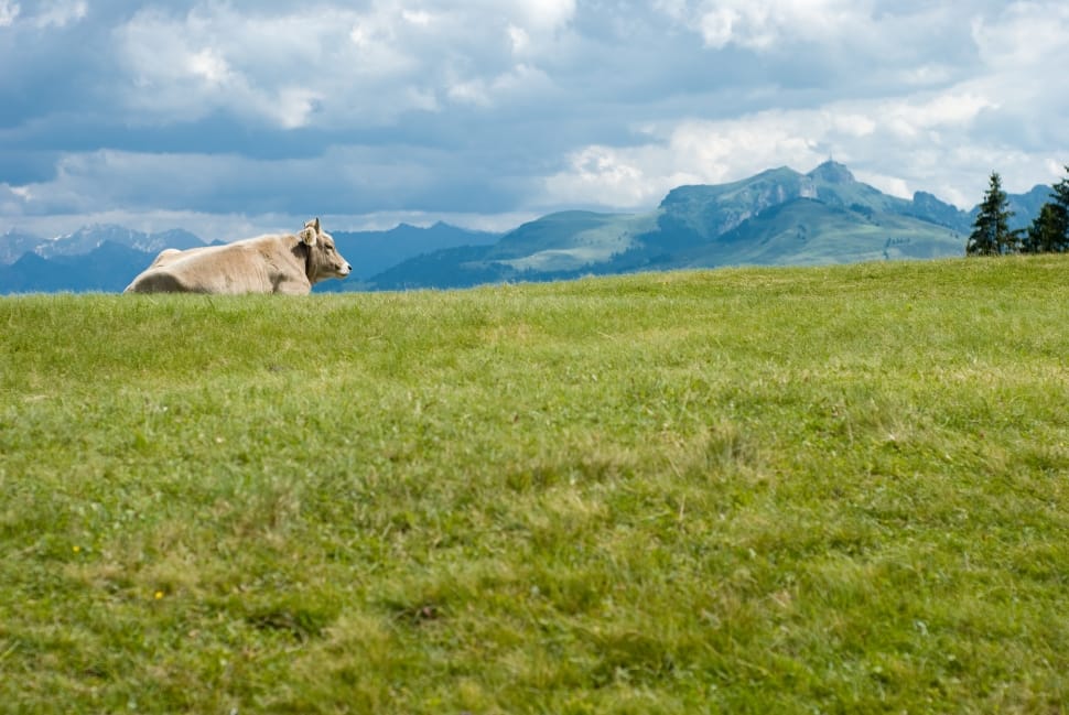 brown cattle on green grass preview