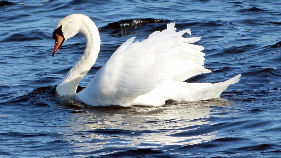 white swan in body in body of water preview