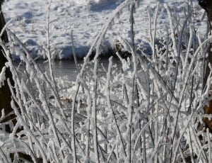 plant cover by snow thumbnail