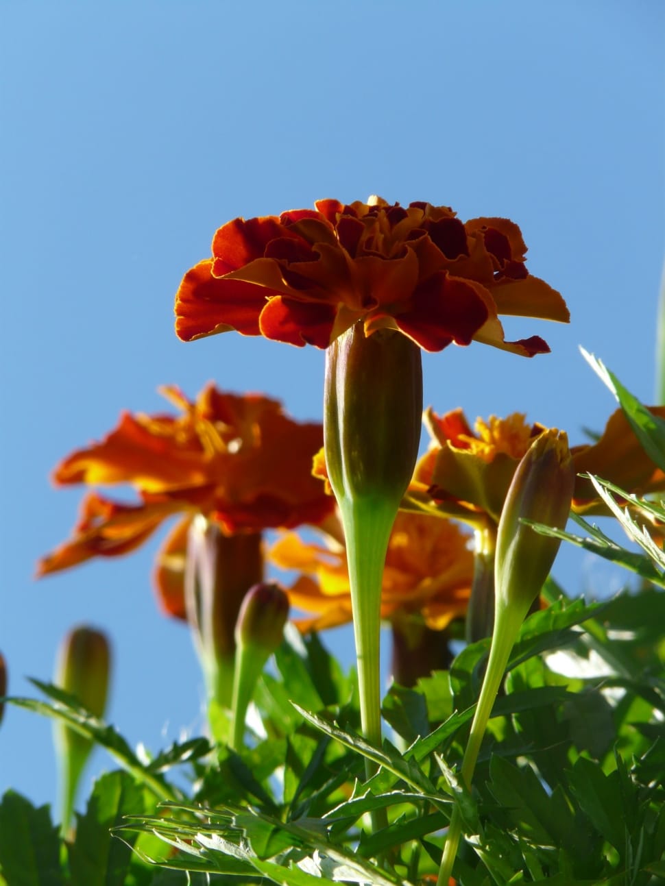 orange petaled  flower preview