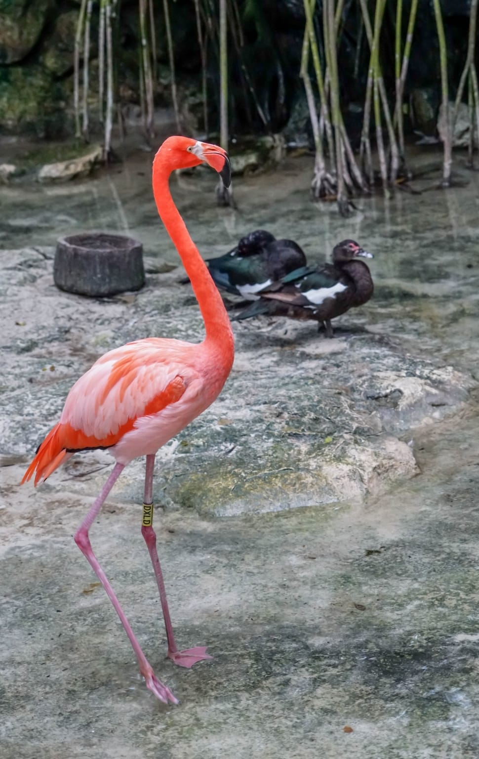 red and pink flamingo preview