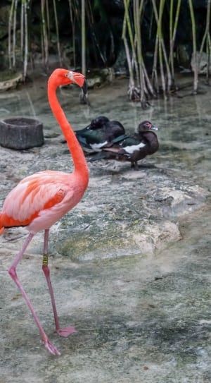red and pink flamingo thumbnail