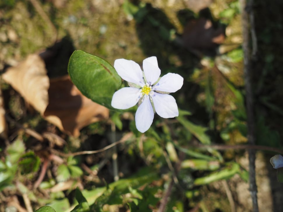 white 6 petaled flower preview