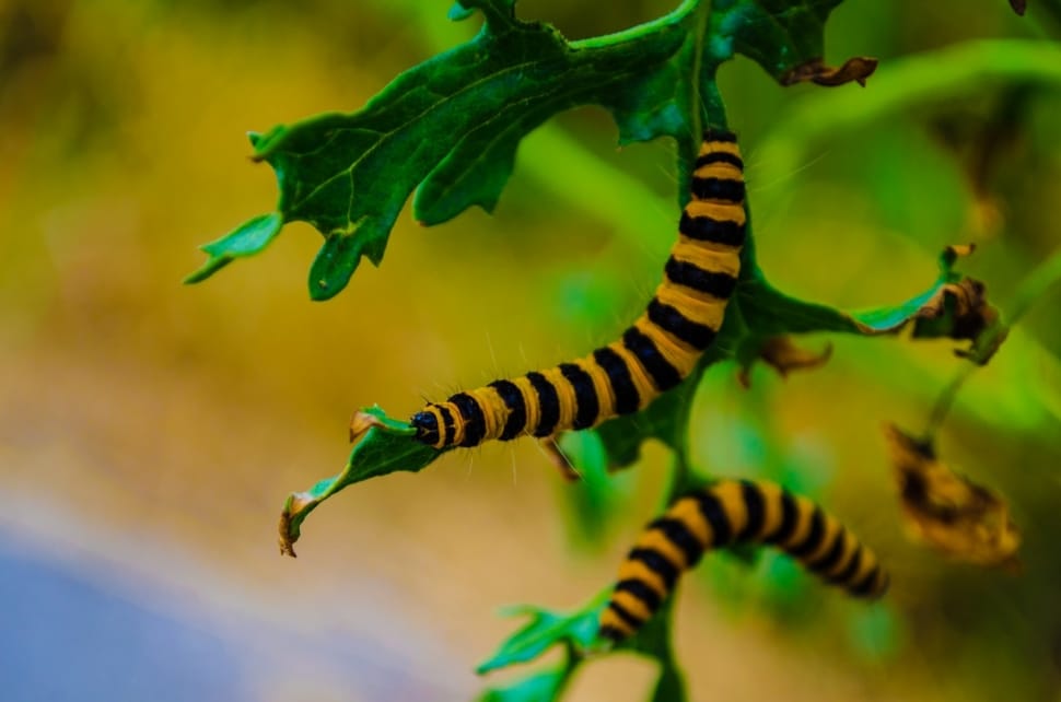 yellow and black caterpillar preview
