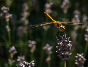 yellow dragonfly thumbnail