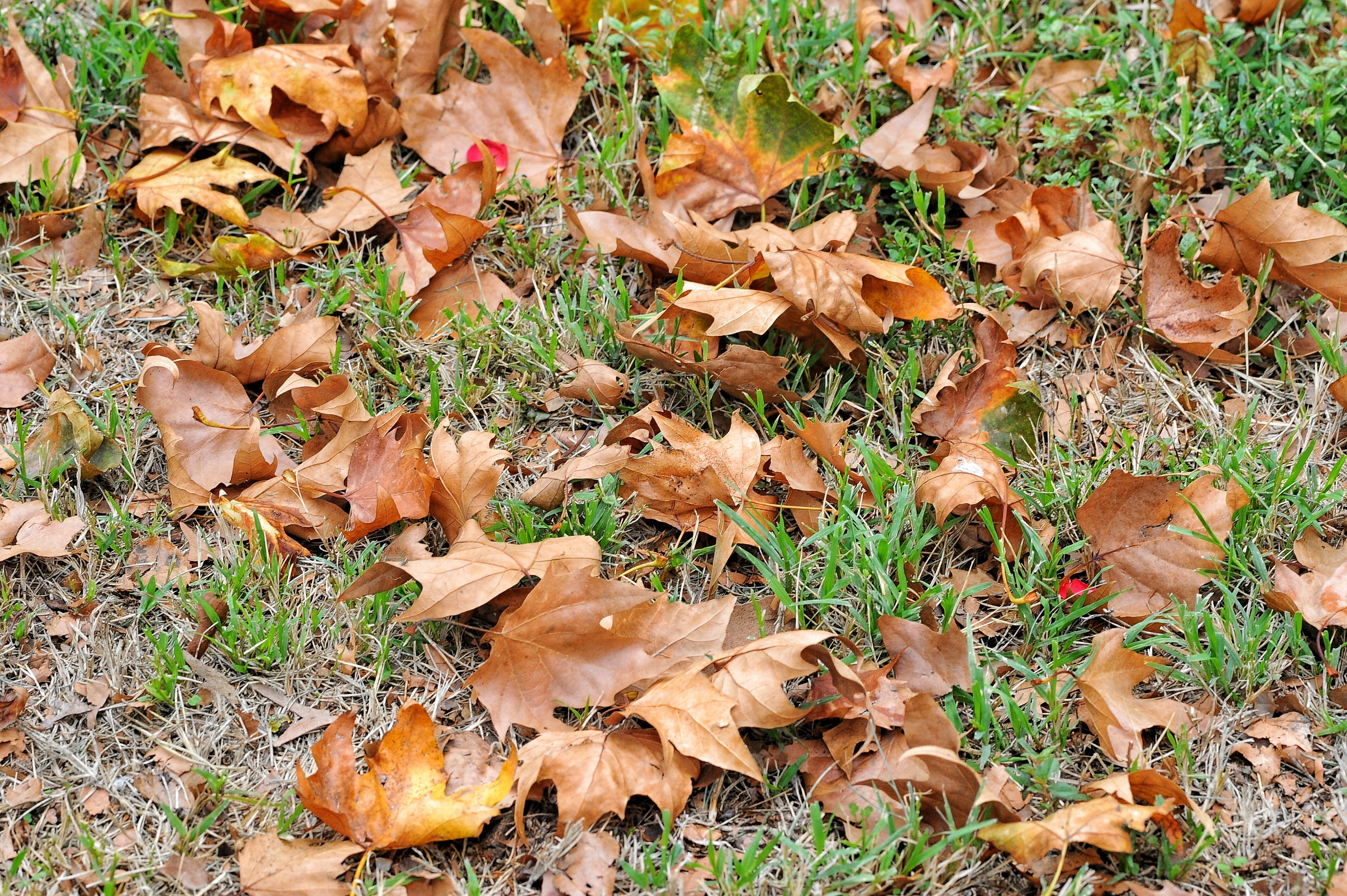 brown maple leaf