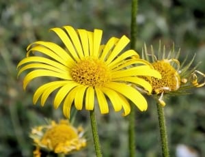 yellow sunflower plant thumbnail