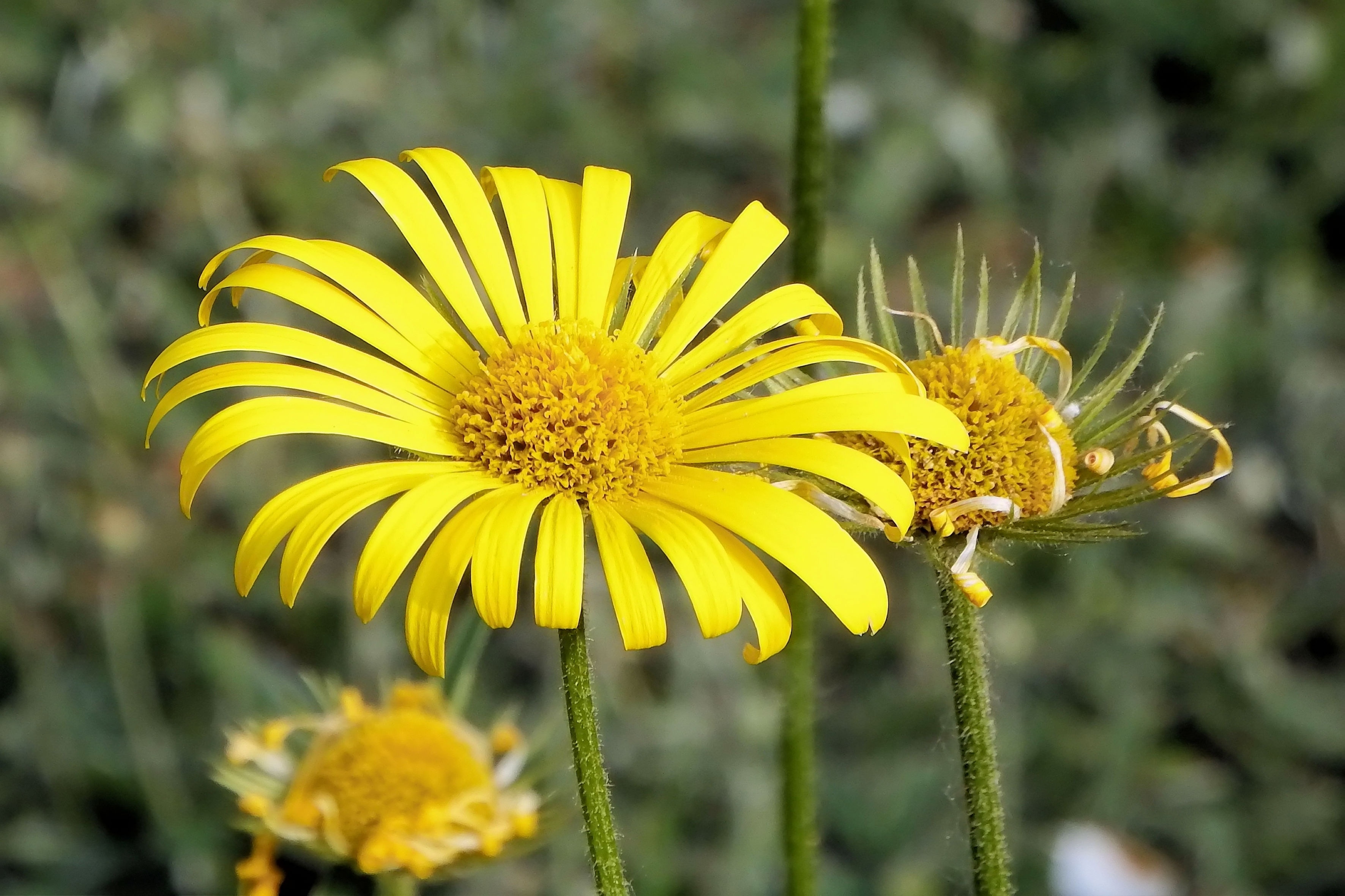 yellow sunflower plant