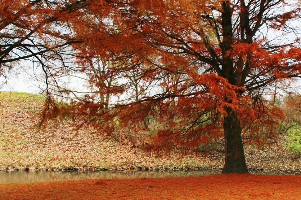 red leaf tree preview
