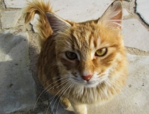 beige and brown long fur cat thumbnail